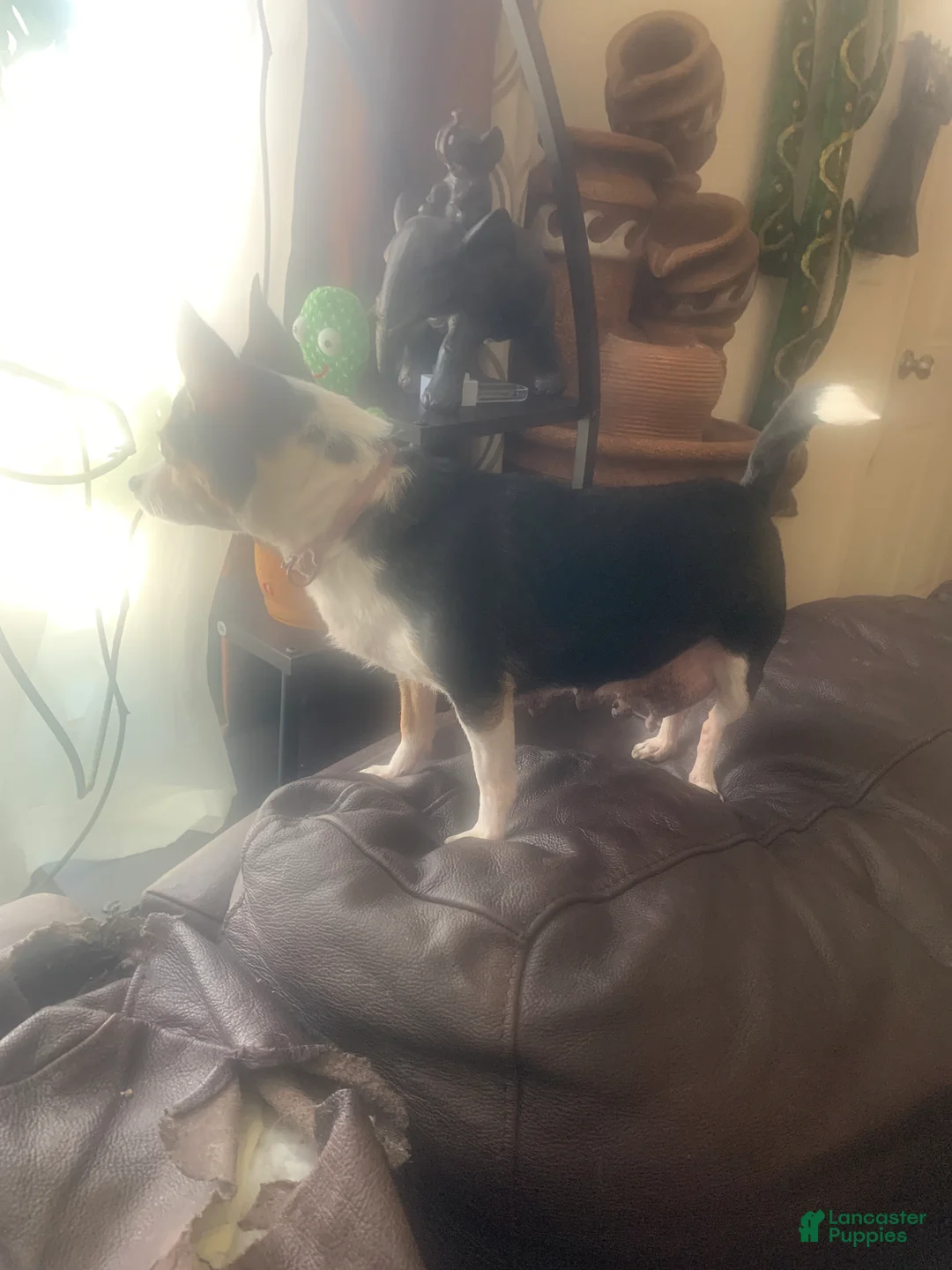 Chihuahua dogs for sale:  Puppy 1 - Ad 4