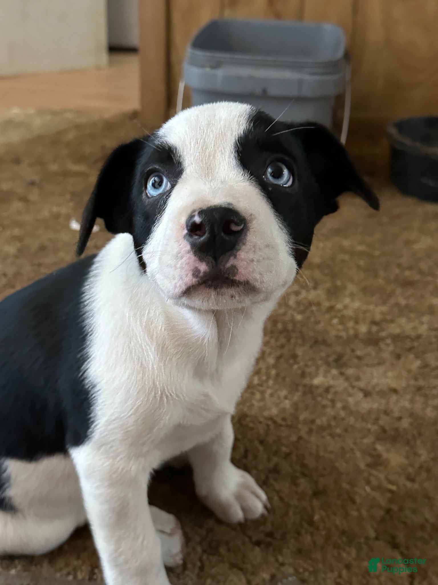 Mixed Breed dogs Mixed Breed Puppy 1 - Ad 20