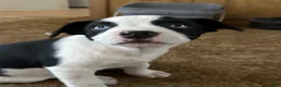 Mixed Breed dogs for sale: Mixed Breed Puppy 1 - Ad 6