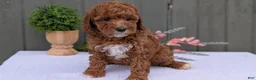 Miniature Poodle dogs for sale: Avery  - Ad 13