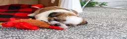 Shih Tzu dogs for sale: Joey - Ad 5