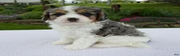 Cavapoo dogs for sale: Jade - Ad 5
