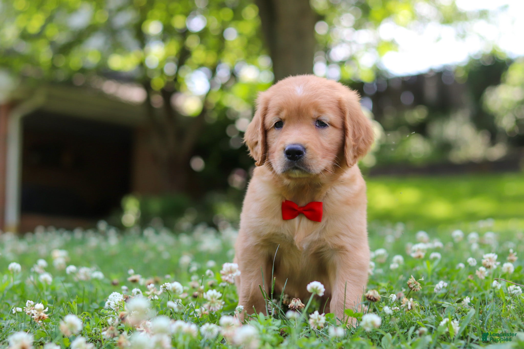 Golden Retriever dogs Charlie - Ad 2