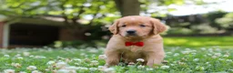 Golden Retriever dogs for sale: Charlie - Ad 2