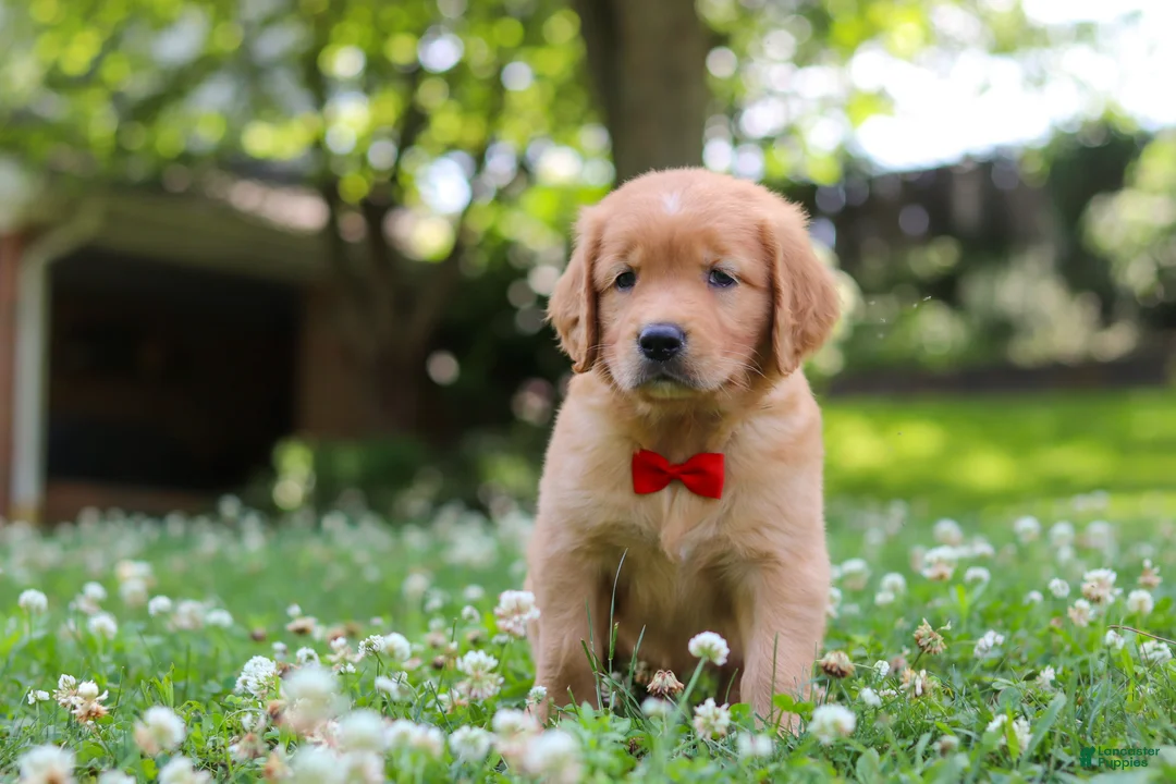 Golden Retriever dogs for sale: Charlie - Ad 2