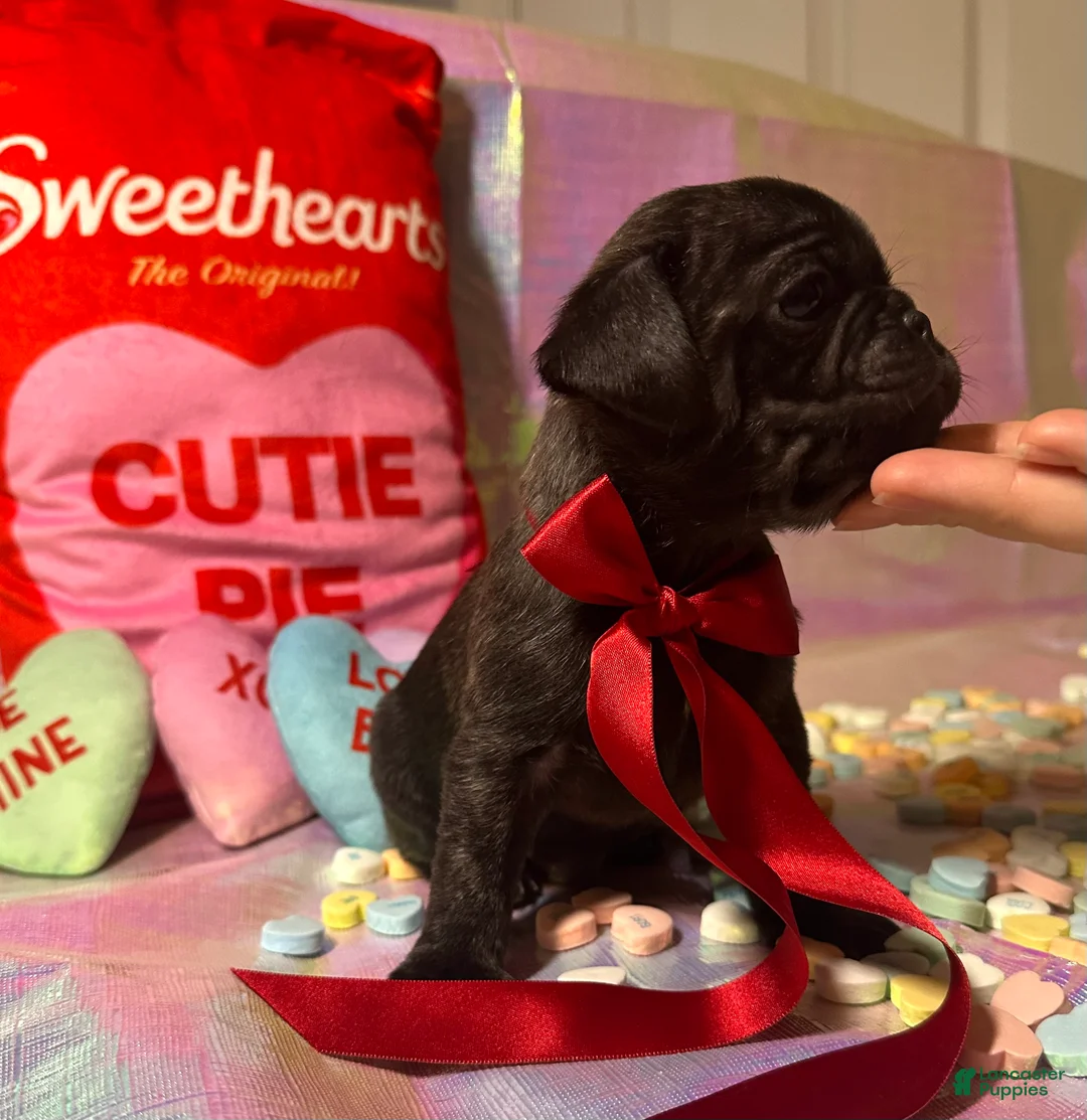 Pug dogs for sale: Reese - Ad 3