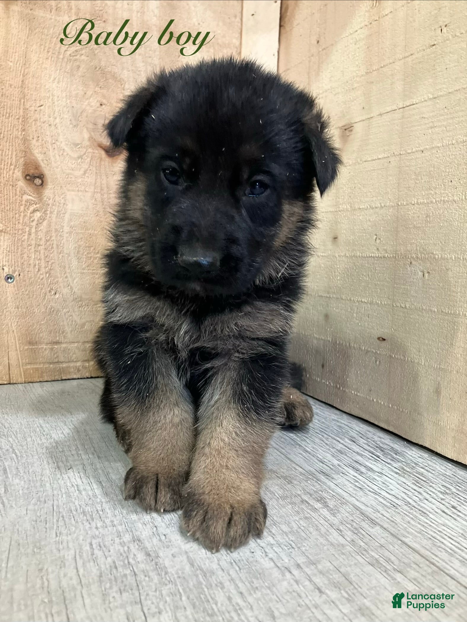 German Shepherd dogs German Shepherd Puppy 3 - Ad 1