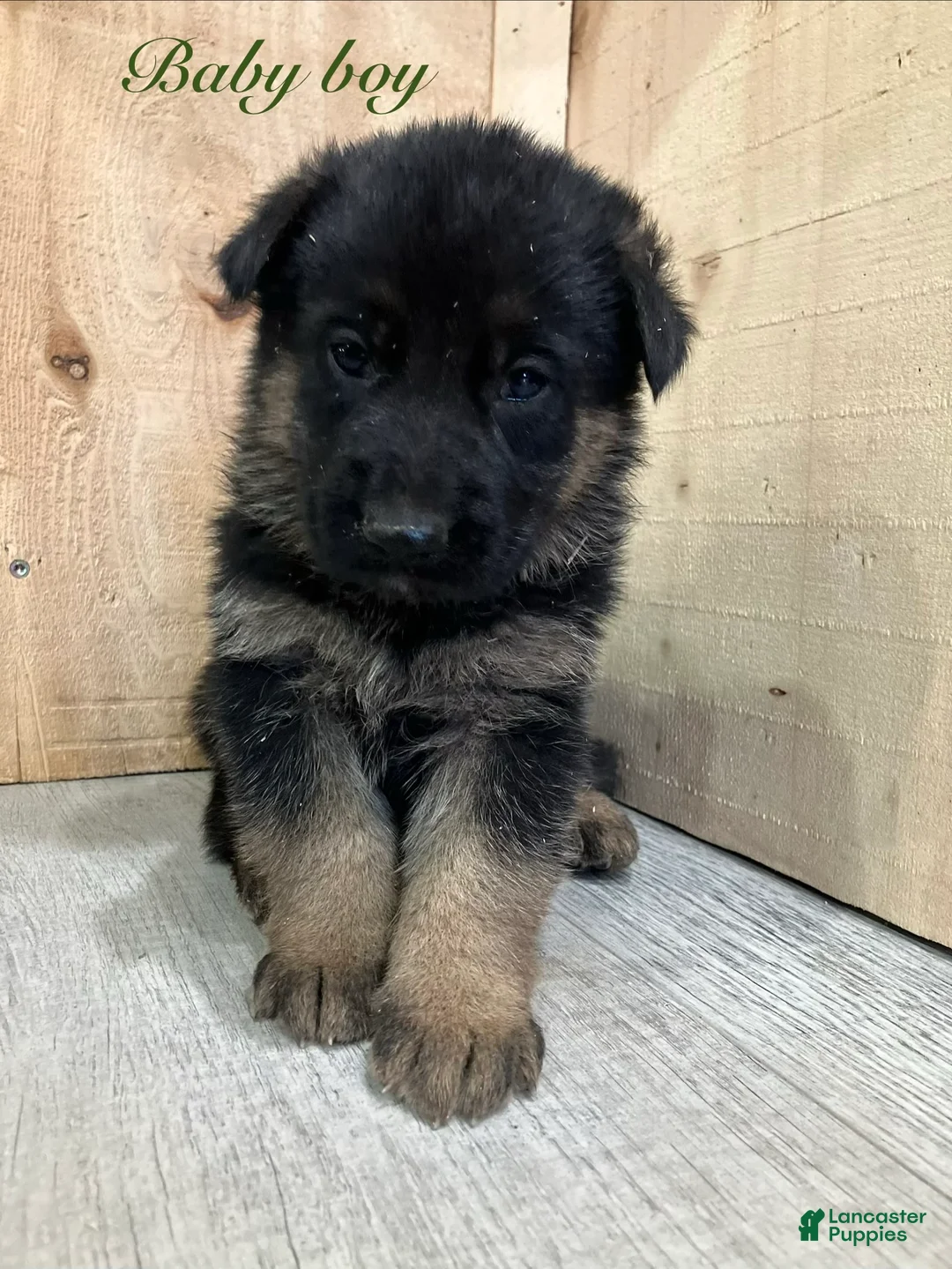 German Shepherd dogs for sale: German Shepherd Puppy 3 - Ad 1