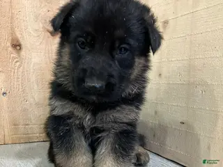 German Shepherd dogs German Shepherd Puppy 3 - Ad 1