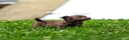 Chihuahua dogs for sale: Jolene Chihuahua Puppy  - Ad 3