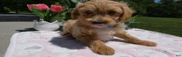Mini Aussiedoodle dogs for sale: Mini Aussiedoodle 5 Julie  - Ad 3