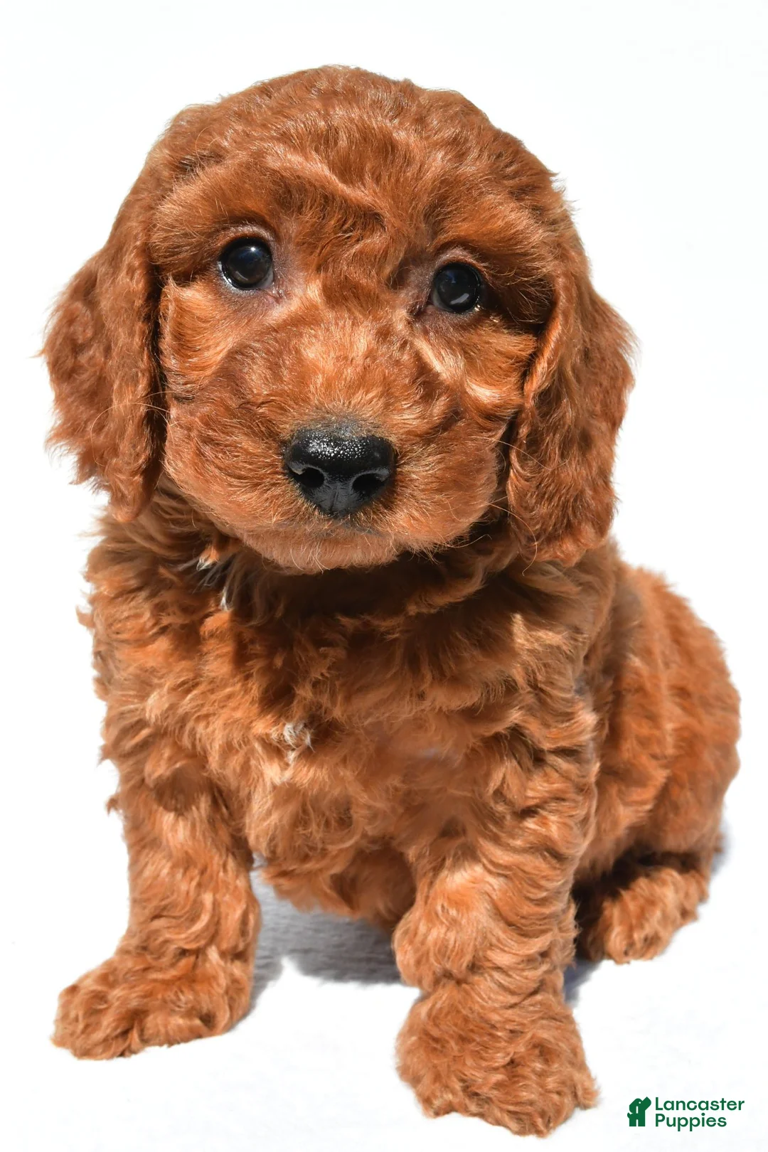 Mini Goldendoodle dogs for sale: Chloe - Ad 2