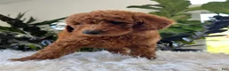 Mini Goldendoodle dogs for sale: Alani - Ad 4