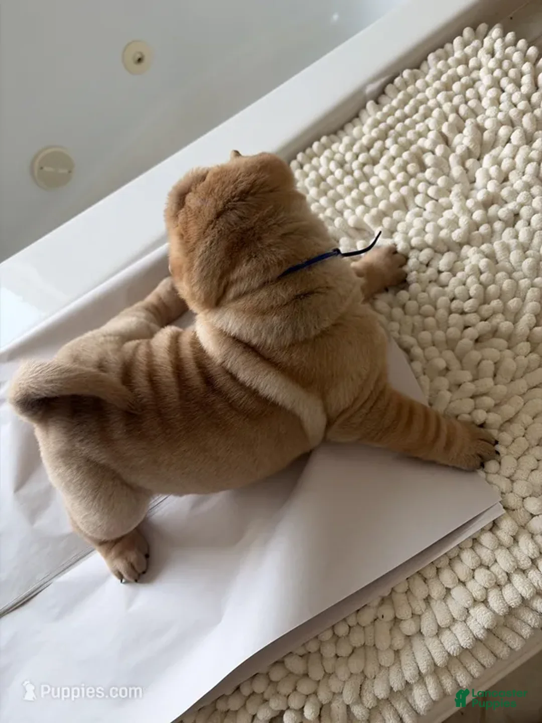 Shar Pei dogs for sale: Shar Pei Puppy 7 - Ad 2