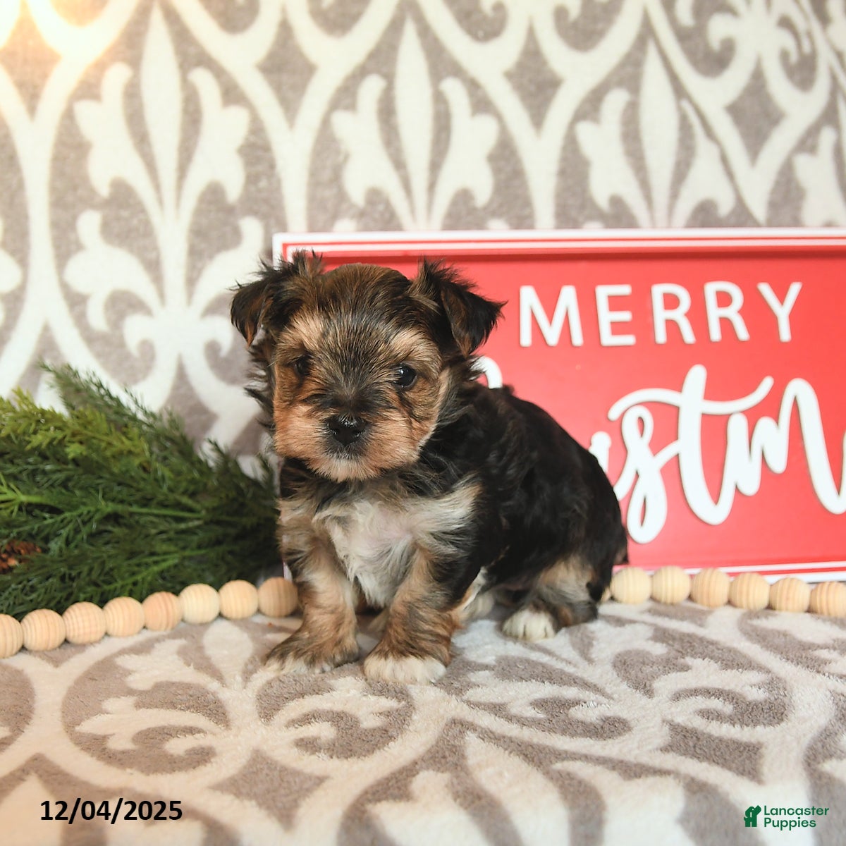 Yorkshire Terrier dogs Butterfly - Ad 23