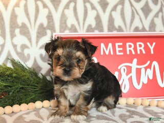 Yorkshire Terrier dogs Butterfly - Ad 1