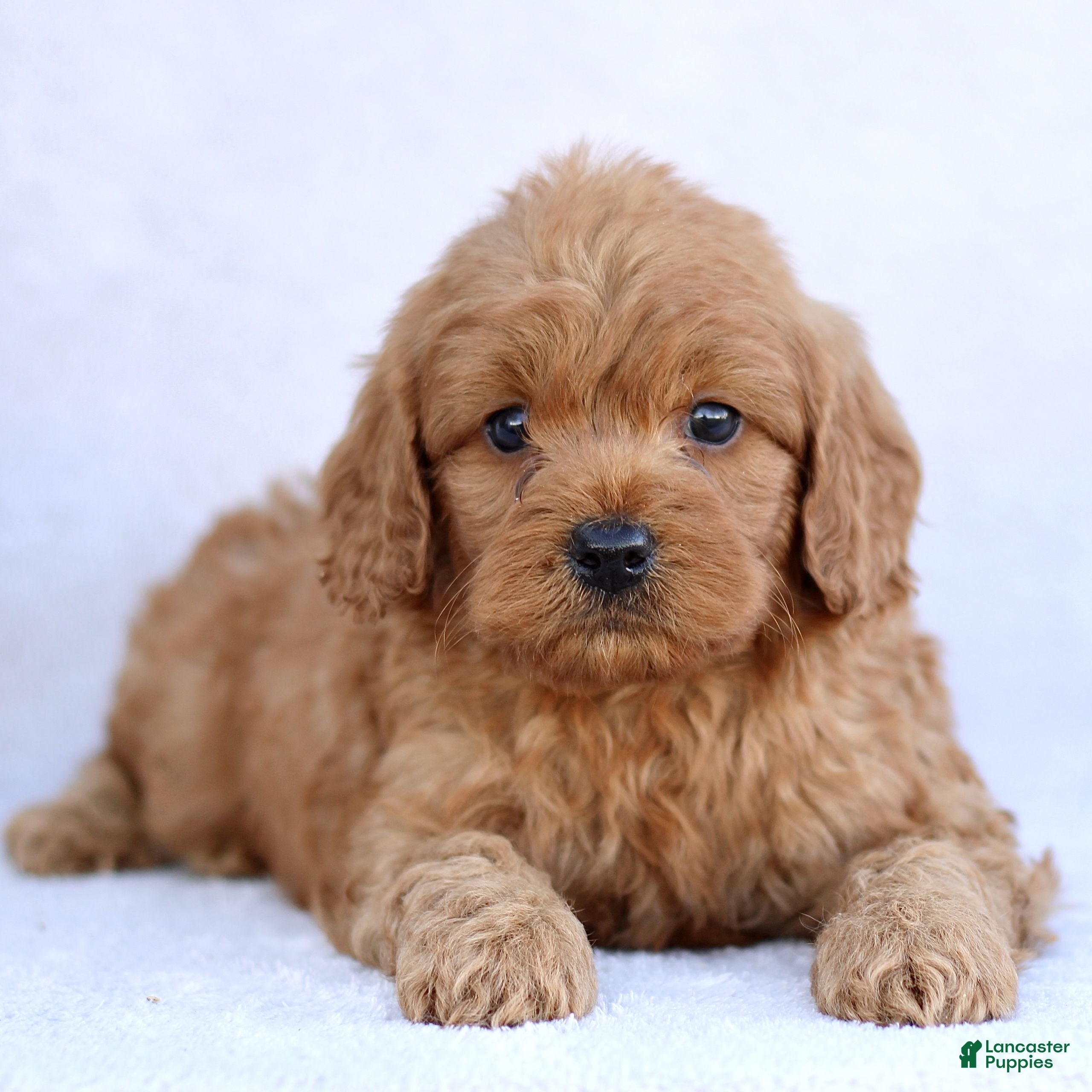 Mini Goldendoodle dogs Luca  - Ad 29