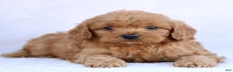 Mini Goldendoodle dogs for sale: Luca  - Ad 1