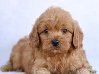 Mini Goldendoodle dogs Luca - Ad 25