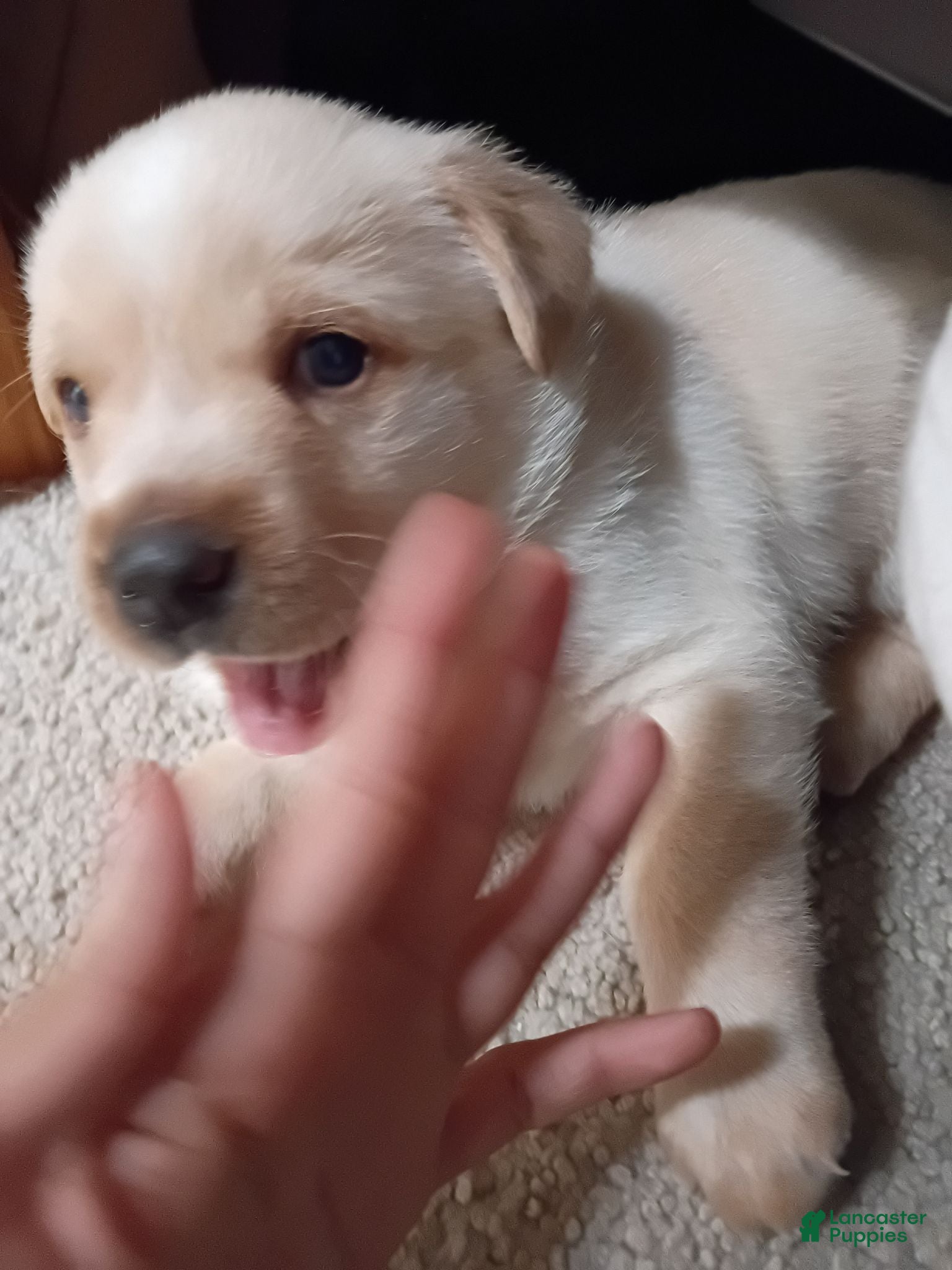 Mixed Breed dogs Diamond - Ad 39