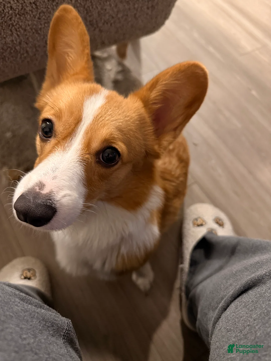 Welsh Corgi Pembroke dogs for sale: Welsh Corgi Pembroke Puppy 1 - Ad 4