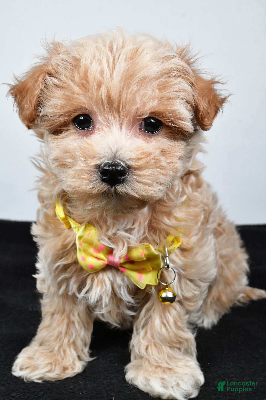 Maltipoo dogs for sale: Splash - Ad 8