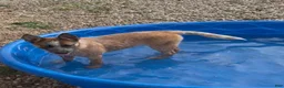 Australian Cattle Dog dogs for sale: Georgie Girl - Ad 17