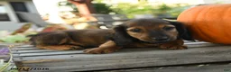Miniature Dachshund dogs for sale: Pierre - Ad 3