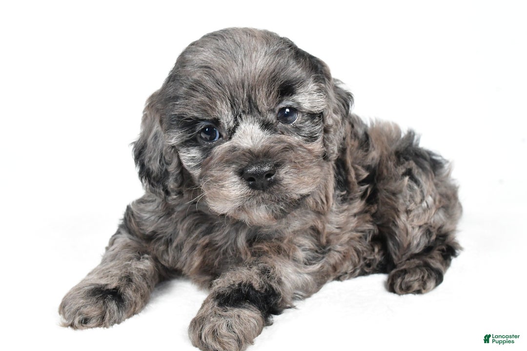 Cockapoo dogs for sale: paisley - Ad 3