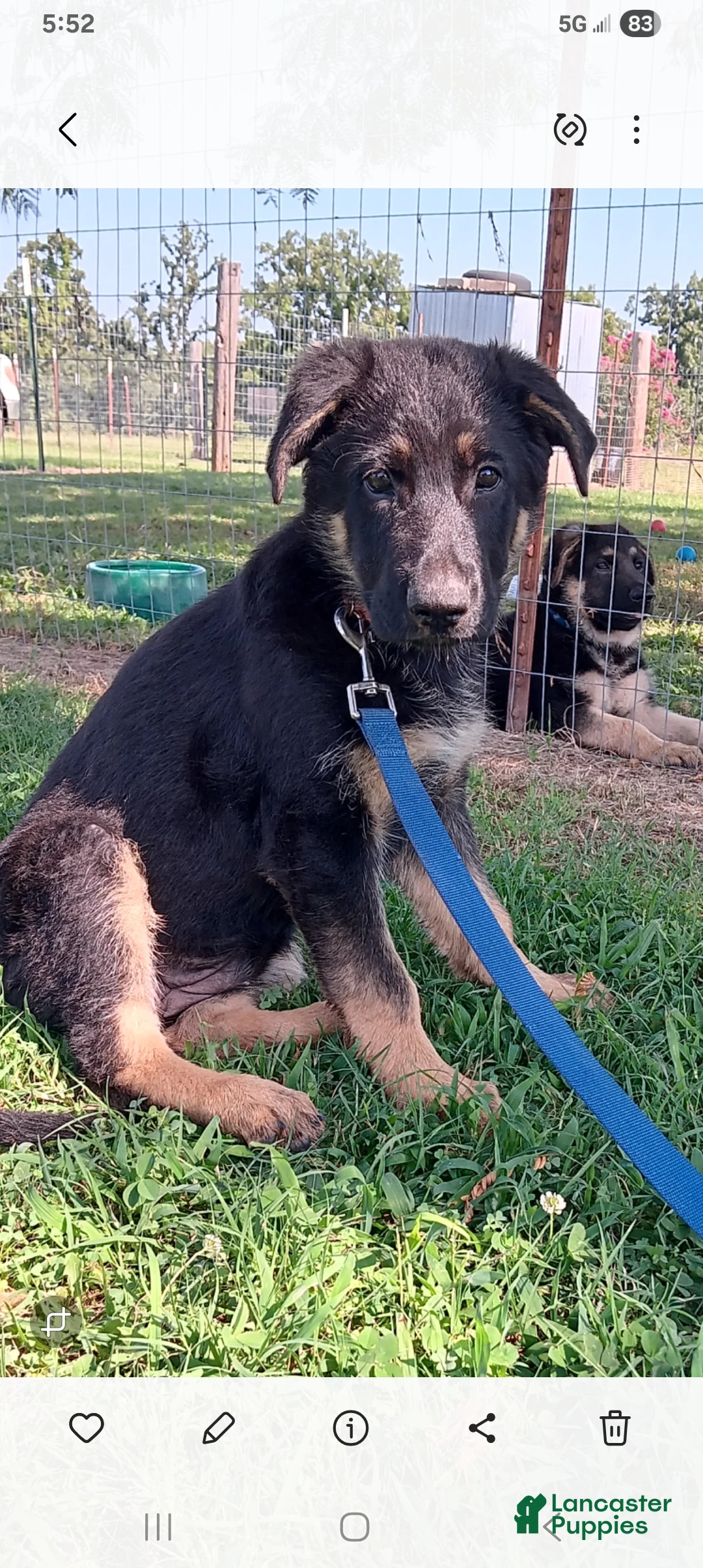 German Shepherd dogs for sale: Piper  - Ad 2