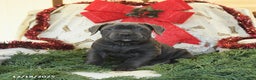 Cane Corso dogs for sale: Pal   - Ad 1