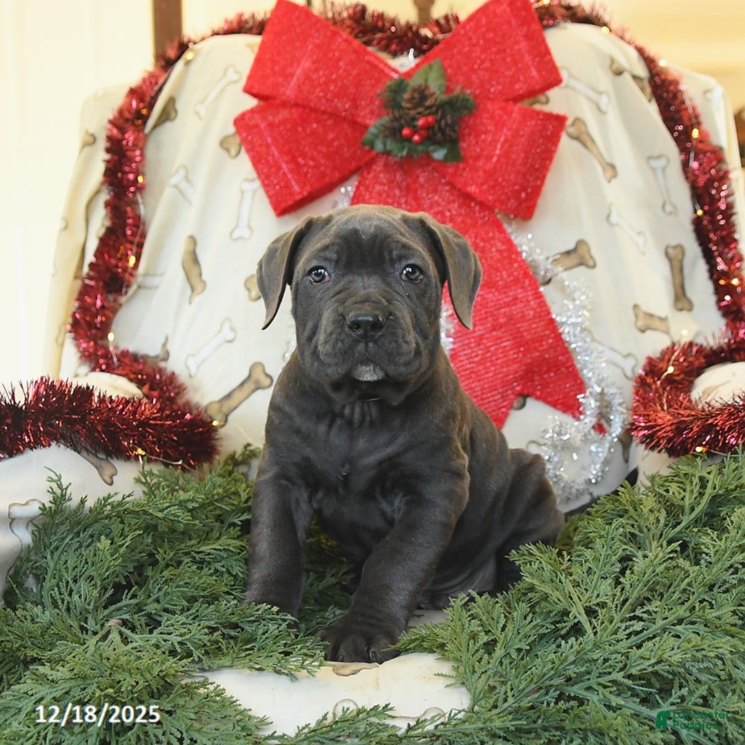 Cane Corso dogs for sale: Pal   - Ad 1