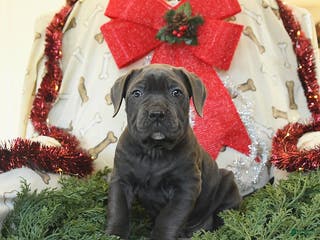 Cane Corso dogs Pal - Ad 39