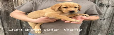 Waffle- Light green collar