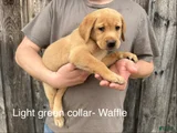 Waffle- Light green collar