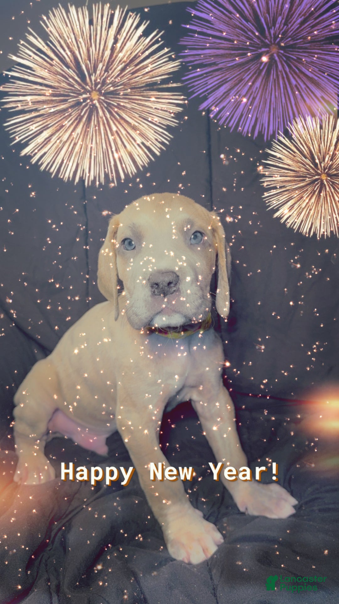 Great Dane dogs for sale: Oscar - Ad 6