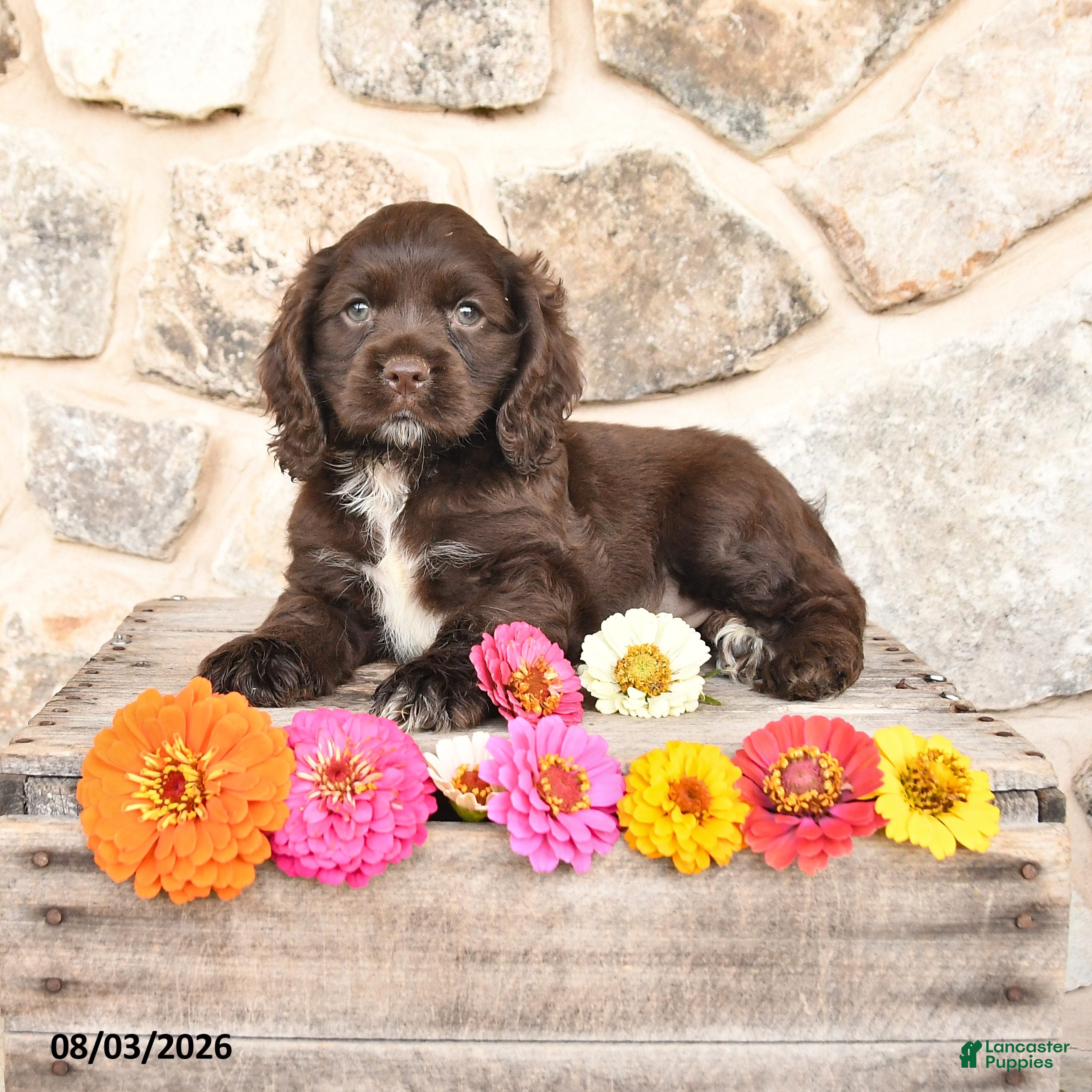 Cocker Spaniel dogs for sale: Darla - Ad 4