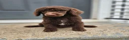 Standard Poodle dogs for sale: Jim Halpert - Ad 4