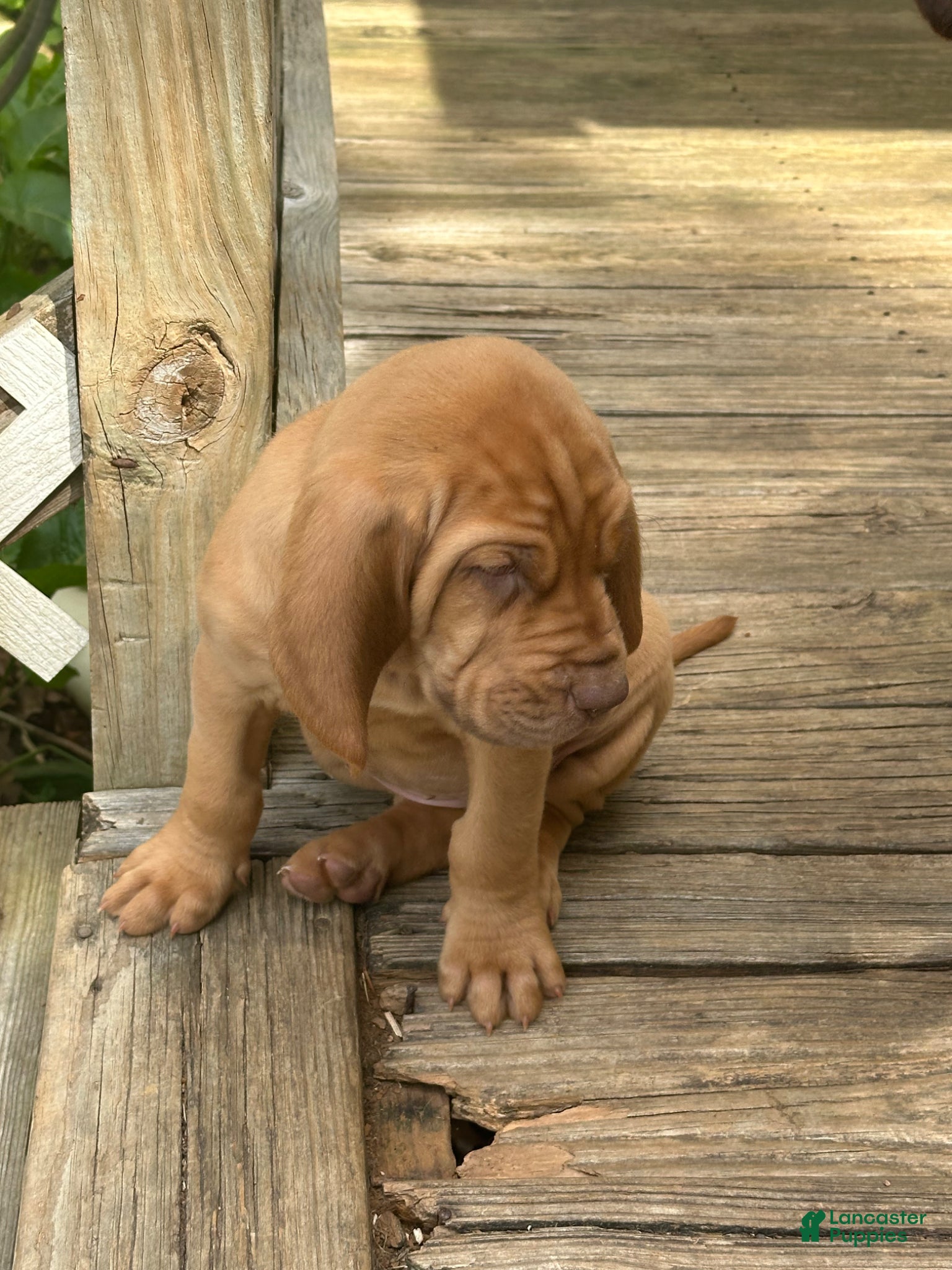Bloodhound dogs for sale: Bloodhound Puppy 7 - Ad 35