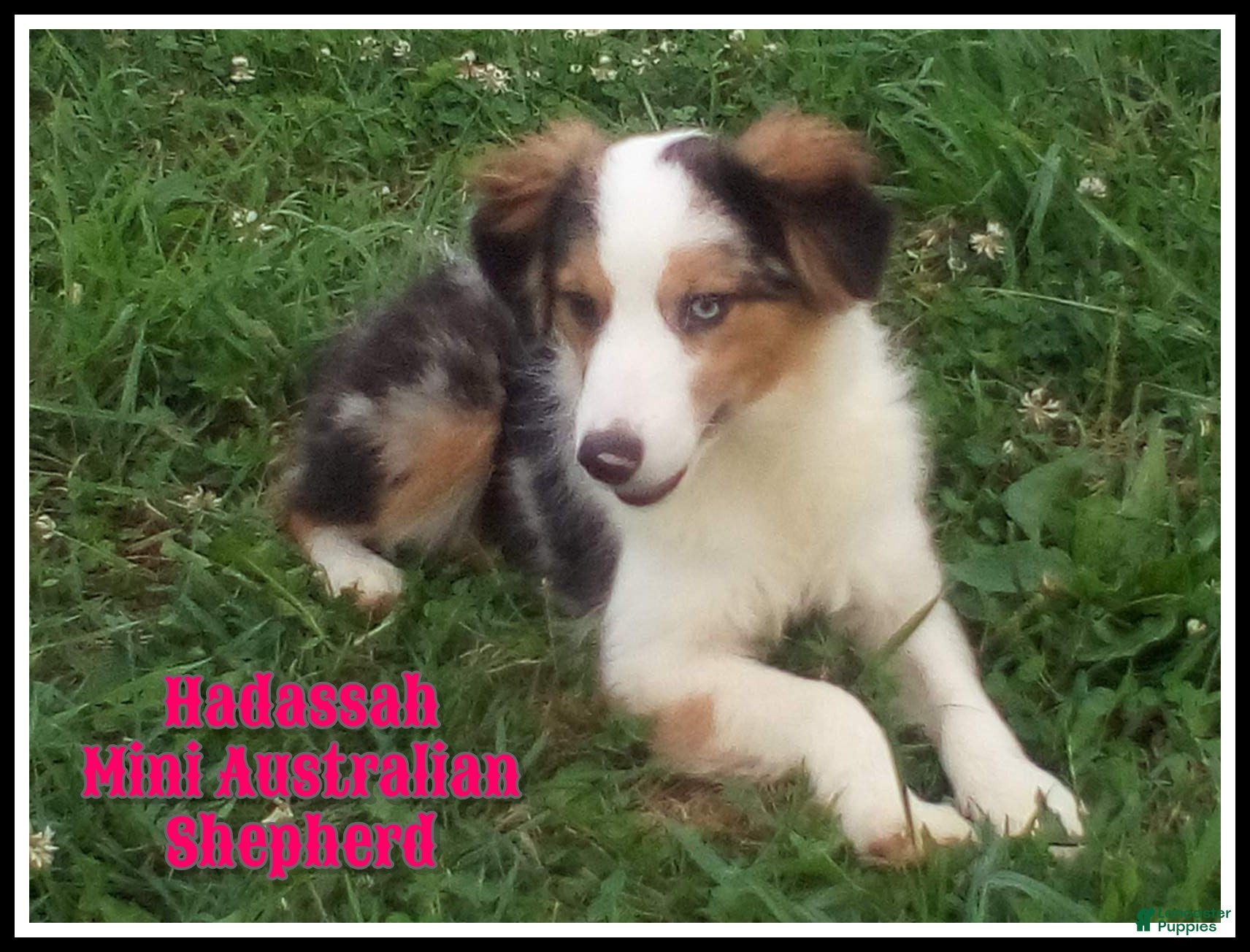Miniature Australian Shepherd dogs Hadassah - Ad 1