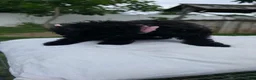 Yorkiepoo dogs for sale: Yorkiepoo 6 Pink Collar Sm - Ad 13