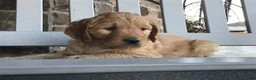 Goldendoodle dogs for sale: Dozer - Ad 2