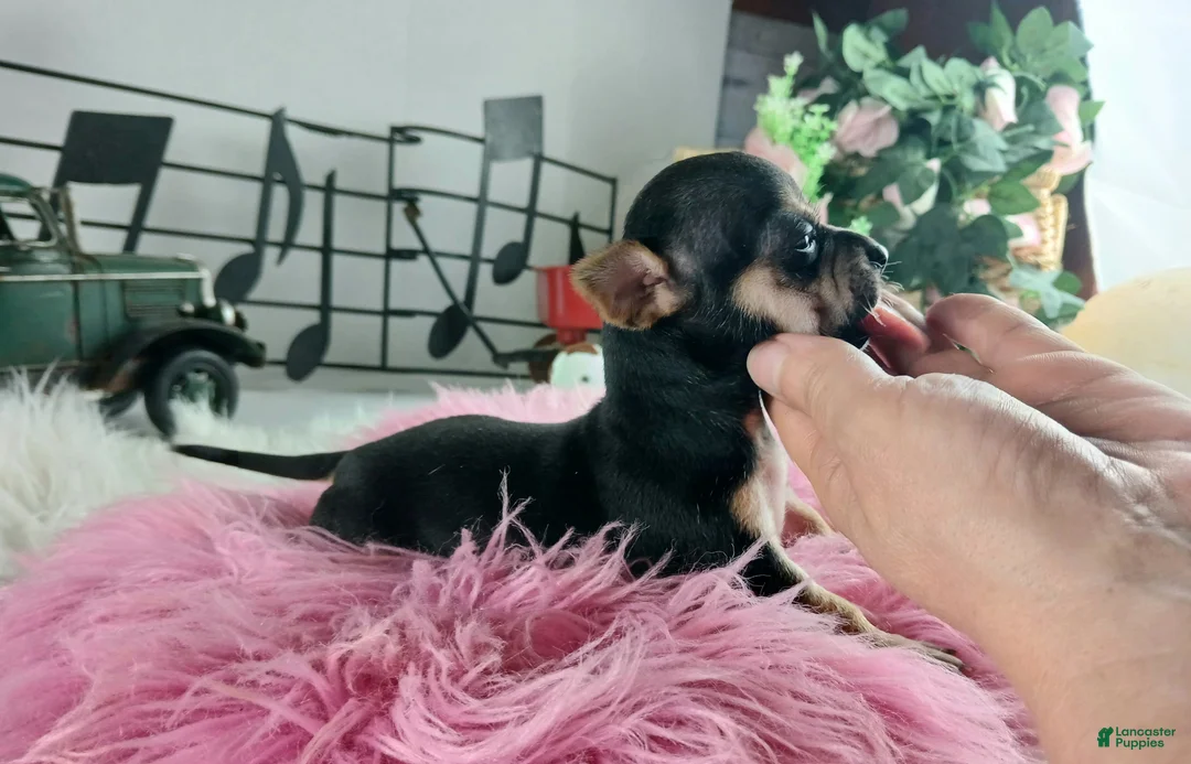 Chihuahua dogs for sale: Cece's blk tan girl, NATIONWIDE DELIVERY  - Ad 6