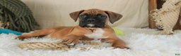 Boxer dogs for sale: Fred - Ad 9
