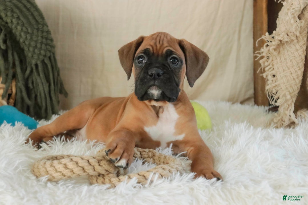 Boxer dogs for sale: Fred - Ad 9