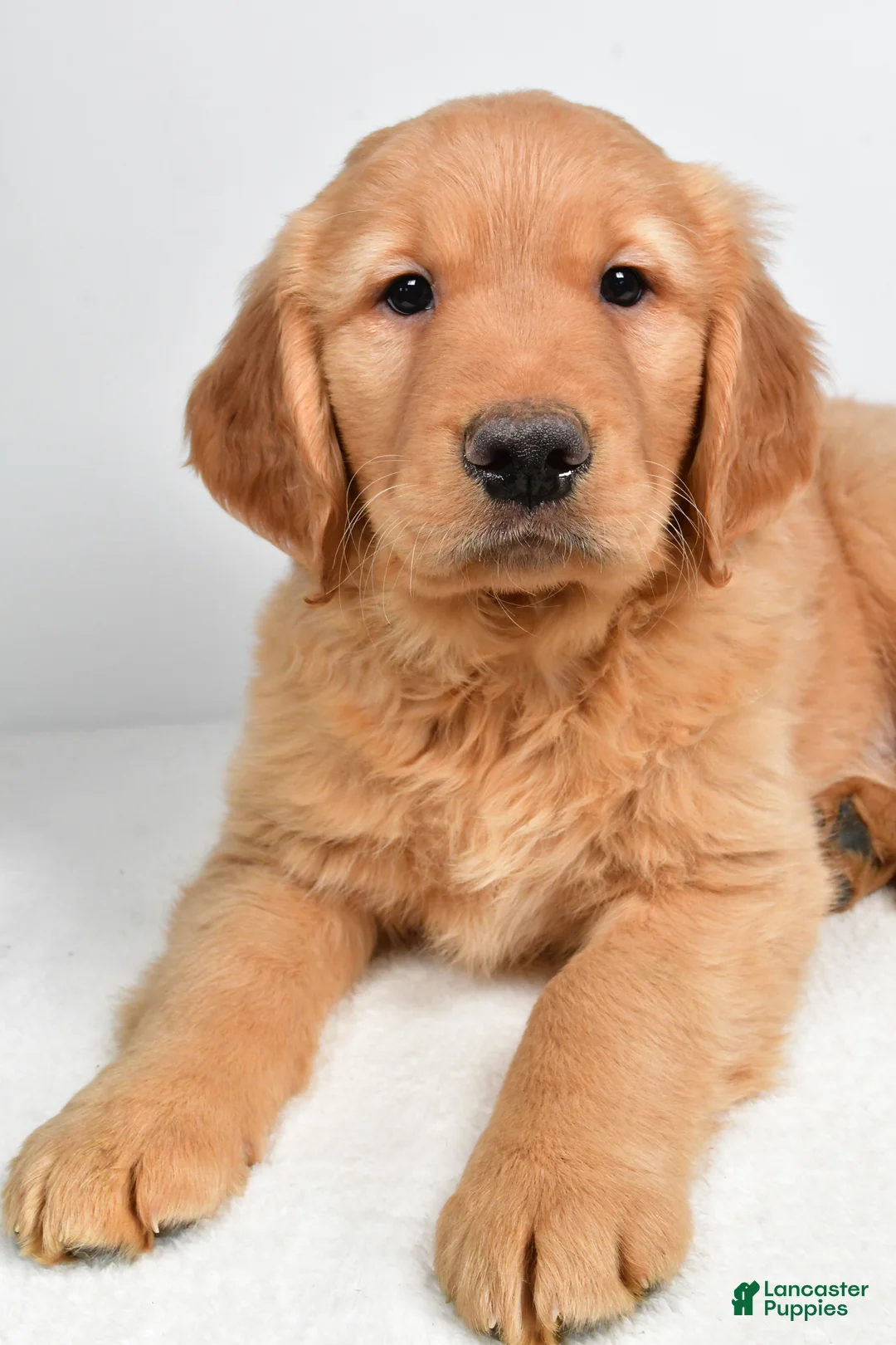 Golden Retriever dogs for sale: Ace - Ad 7