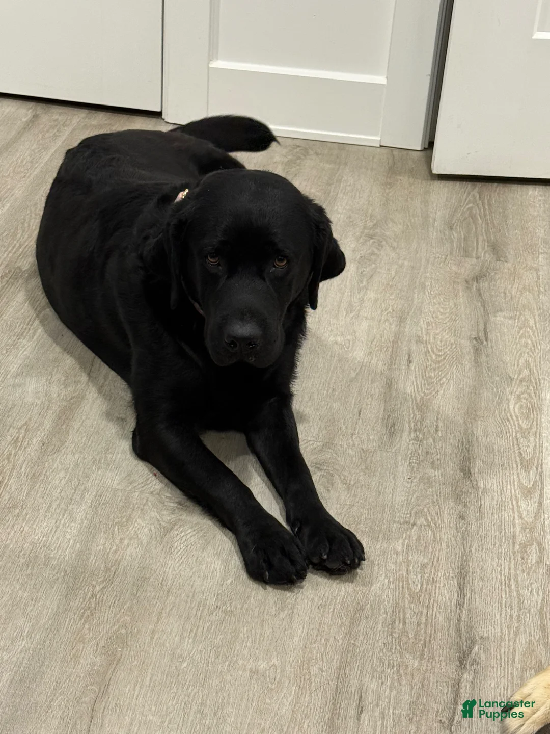 Labrador Retriever dogs for sale: Labrador Retriever Puppy 1 - Ad 6