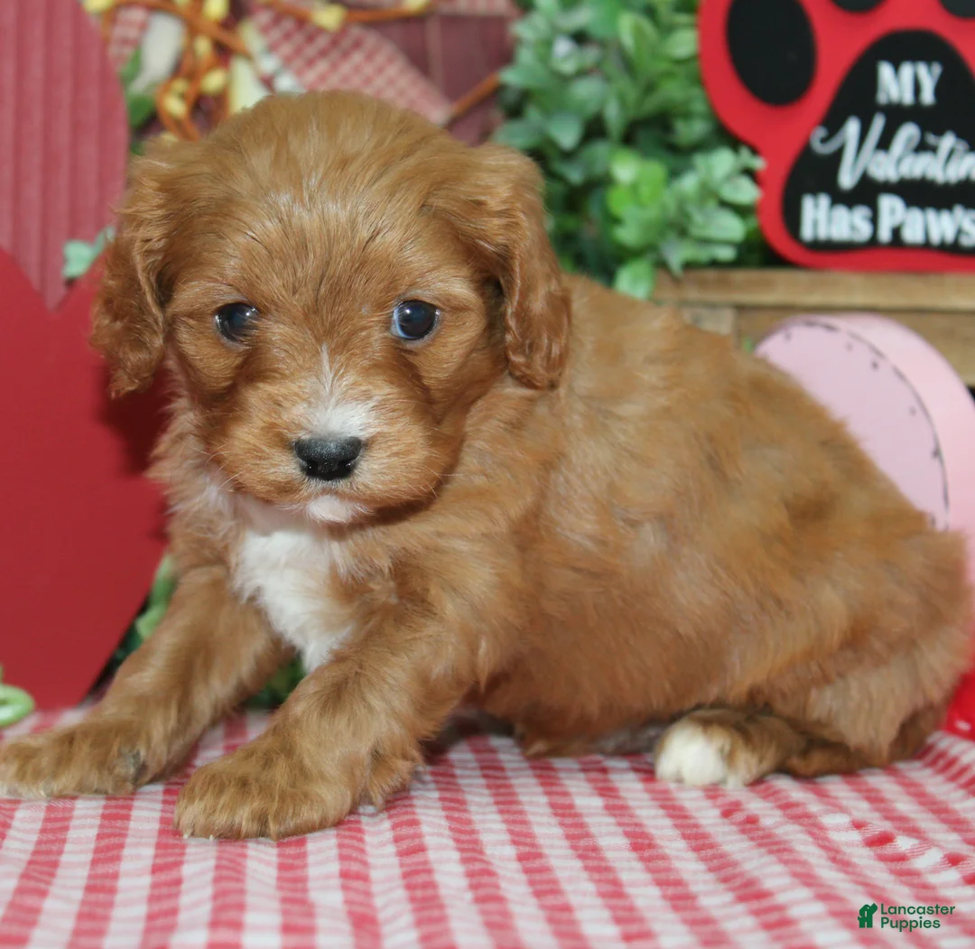 Cavapoo dogs for sale: Oliver - Ad 2