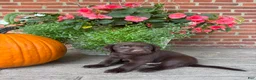 Labrador Retriever dogs for sale: Milo - Ad 3
