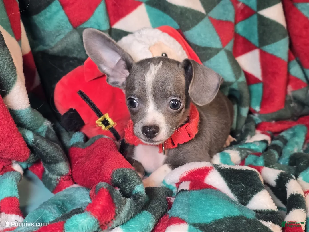 Chihuahua dogs for sale: Logan's Run (Blue Coat) - Ad 3